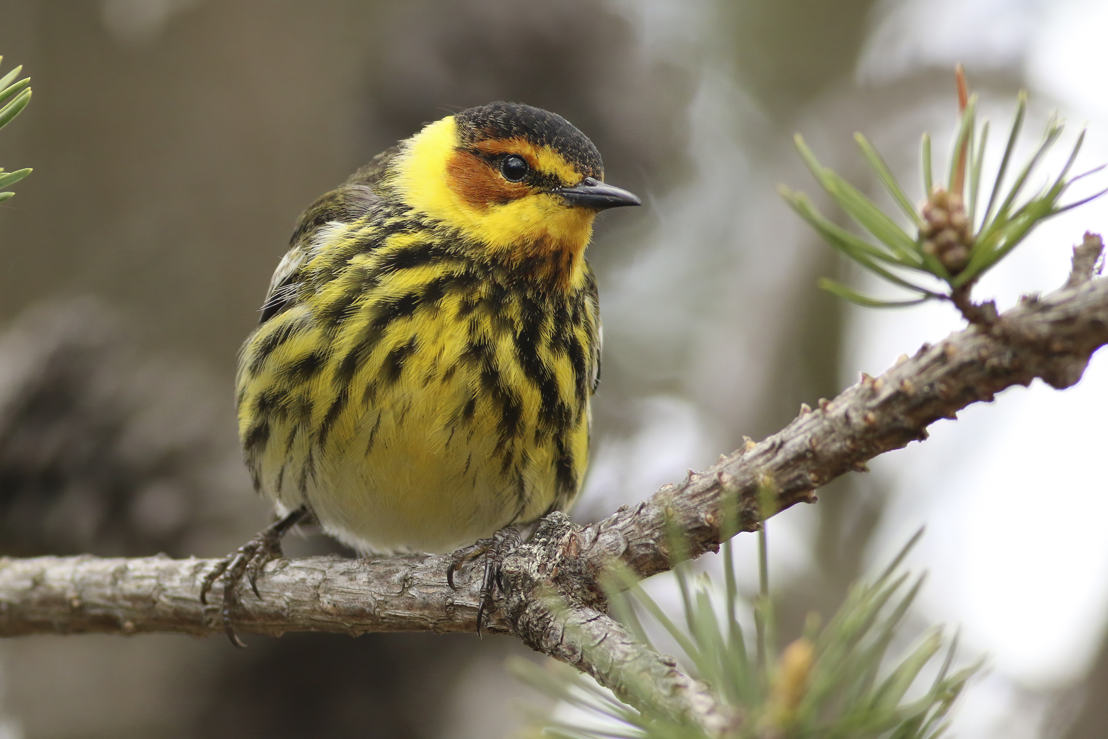 A photograph by Greg Bodker of a yellow and black cape may warbler bird on an evergreen branch.