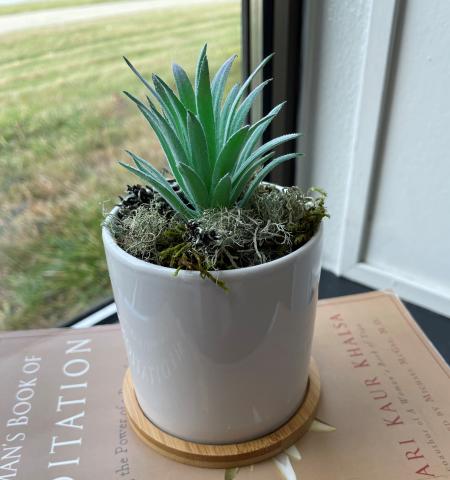 Completed succulent craft with the green plant in a white plater surrounded by moss. Planter has a bamboo disc beneath it.