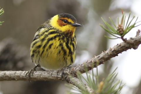 A photograph by Greg Bodker of a yellow and black cape may warbler bird on an evergreen branch.