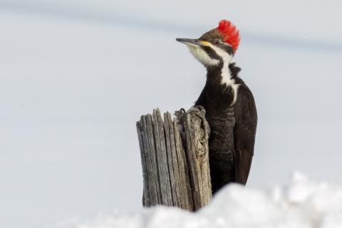 A color photo of a pileated woodpecker perched on a log in the snow. Photo by birder Greg Bodker.