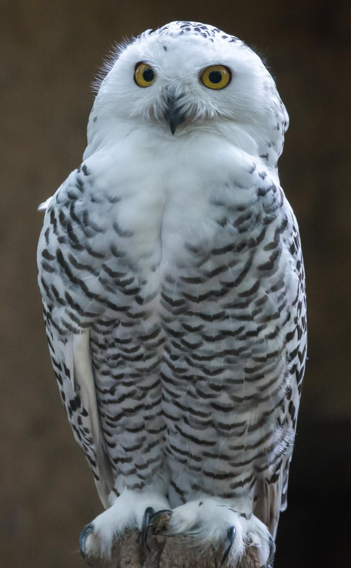 snowy owl