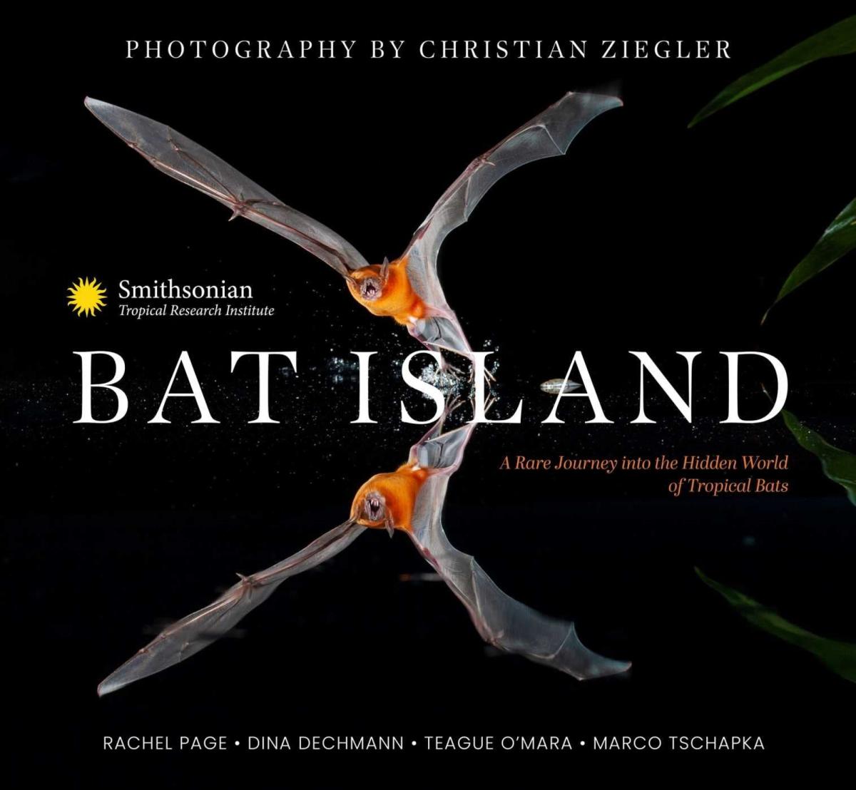 Bat Island book cover