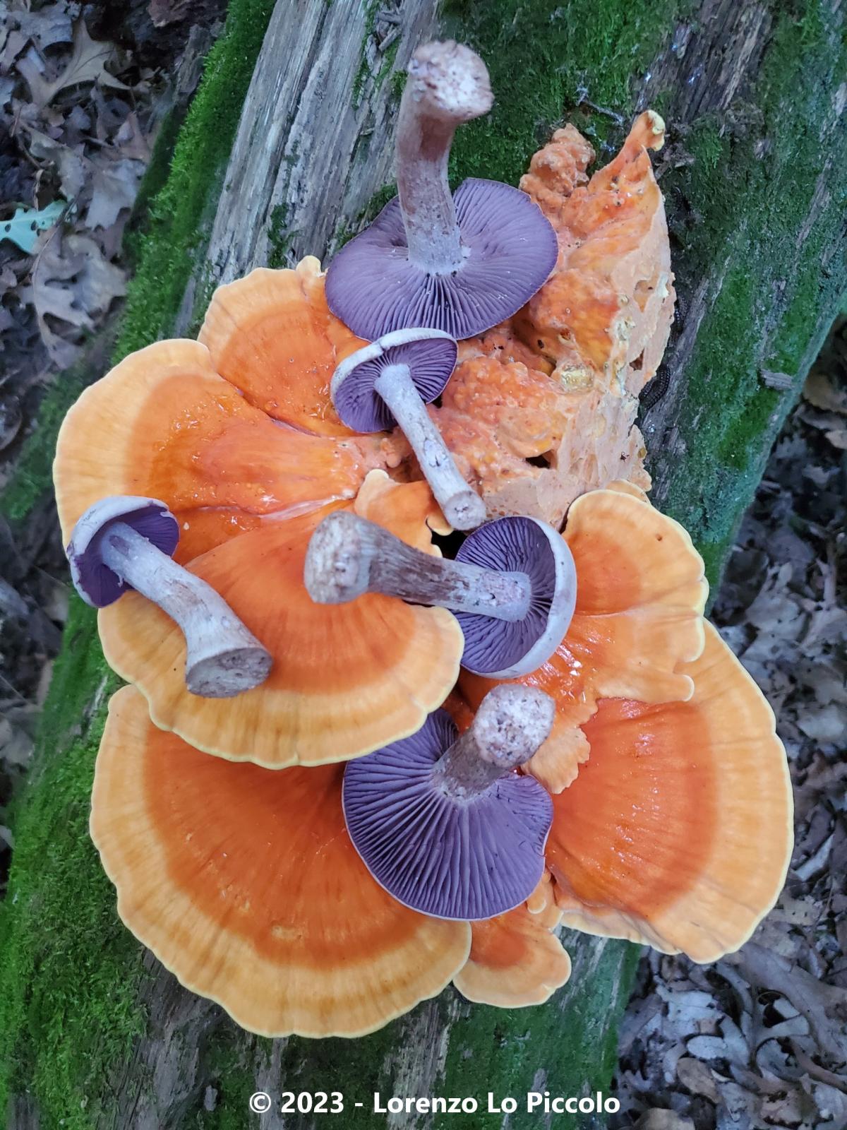 Photo of two species of Michigan mushrooms